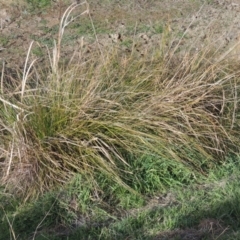 Carex appressa (Tall Sedge) at Tuggeranong Homestead - 15 Jul 2023 by michaelb