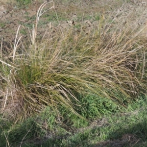 Carex appressa at Richardson, ACT - 15 Jul 2023 03:15 PM