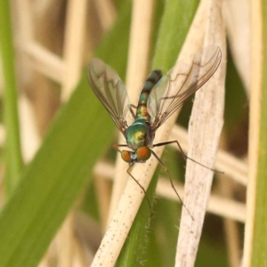 Dolichopodidae (family) at Turner, ACT - 15 Oct 2023