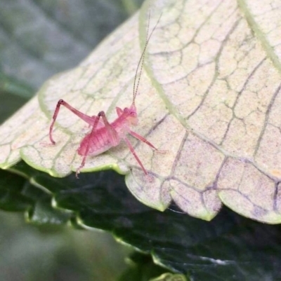 Caedicia simplex (Common Garden Katydid) at Milton, NSW - 17 Oct 2023 by TinaSands