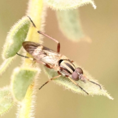 Ectinorhynchus sp. (genus) (A Stiletto Fly) at Turner, ACT - 15 Oct 2023 by ConBoekel