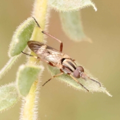 Ectinorhynchus sp. (genus) at Turner, ACT - 15 Oct 2023