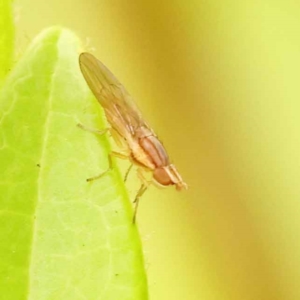 Sapromyza brunneovittata at Turner, ACT - 15 Oct 2023 11:47 AM