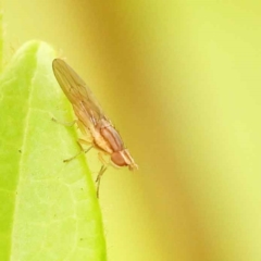 Sapromyza brunneovittata at Turner, ACT - 15 Oct 2023 11:47 AM