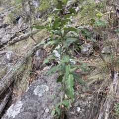 Notelaea longifolia f. longifolia (Mock Olive) at Wyanbene, NSW - 15 Oct 2023 by MattM