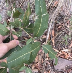 Notelaea longifolia f. longifolia at Wyanbene, NSW - 15 Oct 2023 01:30 PM