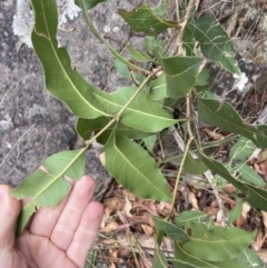 Notelaea longifolia f. longifolia at Wyanbene, NSW - 15 Oct 2023 01:30 PM