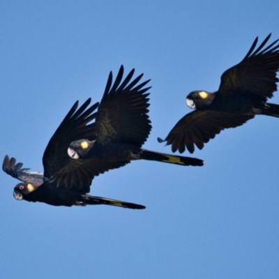 Zanda funerea (Yellow-tailed Black-Cockatoo) at Brunswick Heads, NSW - 14 Oct 2023 by macmad