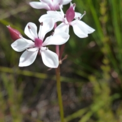 Burchardia umbellata (Milkmaids) at Brunswick Heads, NSW - 10 Oct 2020 by Sanpete