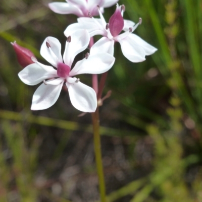 Burchardia umbellata (Milkmaids) at Brunswick Heads, NSW - 10 Oct 2020 by Sanpete