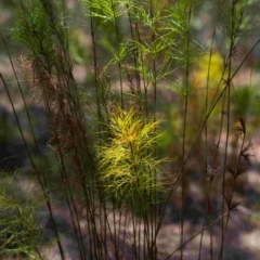 Caustis blakei (Koala Fern) at Brunswick Heads, NSW - 14 Oct 2023 by macmad