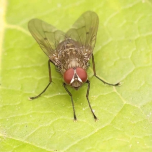 Helina sp. (genus) at Turner, ACT - 15 Oct 2023