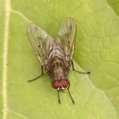 Helina sp. (genus) at Turner, ACT - 15 Oct 2023 11:48 AM