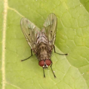 Helina sp. (genus) at Turner, ACT - 15 Oct 2023