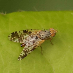 Austrotephritis poenia at Turner, ACT - 15 Oct 2023