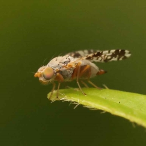 Austrotephritis poenia at Turner, ACT - 15 Oct 2023