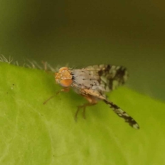 Austrotephritis poenia at Turner, ACT - 15 Oct 2023