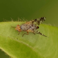 Austrotephritis poenia at Turner, ACT - 15 Oct 2023