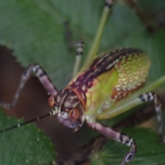 Unidentified Katydid (Tettigoniidae) at Brunswick Heads, NSW - 3 Oct 2023 by coddiwompler