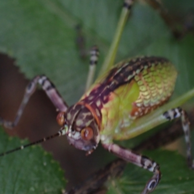 Unidentified Katydid (Tettigoniidae) at Brunswick Heads, NSW - 3 Oct 2023 by coddiwompler