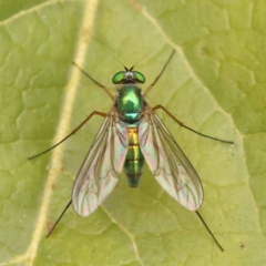 Heteropsilopus sp. (genus) (A long legged fly) at Turner, ACT - 15 Oct 2023 by ConBoekel