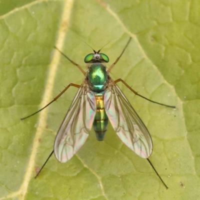 Heteropsilopus sp. (genus) (A long legged fly) at Sullivans Creek, Turner - 15 Oct 2023 by ConBoekel