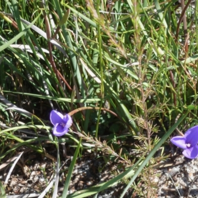 Patersonia sericea (silky purple-flag) at Brunswick Heads, NSW - 16 Aug 2020 by Sanpete