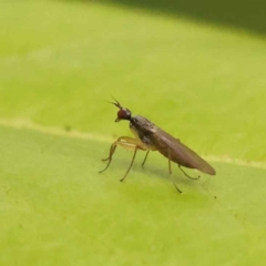 Empididae (family) (Dance fly) at Sullivans Creek, Turner - 15 Oct 2023 by ConBoekel