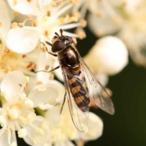 Simosyrphus grandicornis at Turner, ACT - 15 Oct 2023