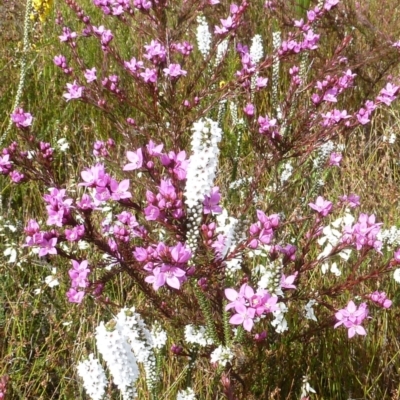 Boronia falcifolia (Wallum Boronia) at Brunswick Heads, NSW - 13 Sep 2014 by Sanpete