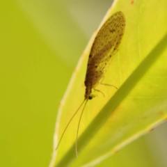 Oedosmylus tasmaniensis (Lacewing) at Sullivans Creek, Turner - 15 Oct 2023 by ConBoekel