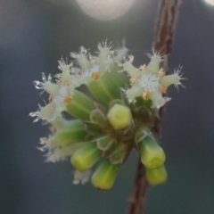 Acrotriche aggregata (Red Cluster Heath) at Brunswick Heads, NSW - 3 Oct 2023 by coddiwompler