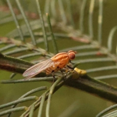 Sapromyza brunneovittata (A lauxid fly) at Turner, ACT - 14 Oct 2023 by ConBoekel