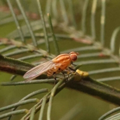 Sapromyza brunneovittata (A lauxid fly) at Sullivans Creek, Turner - 15 Oct 2023 by ConBoekel