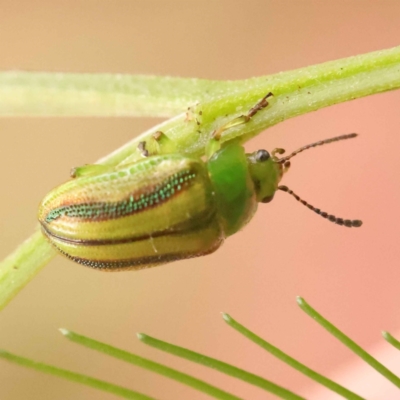 Calomela juncta (Leaf beetle) at Sullivans Creek, Turner - 15 Oct 2023 by ConBoekel