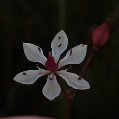 Burchardia umbellata (Milkmaids) at Brunswick Heads, NSW - 3 Oct 2023 by coddiwompler