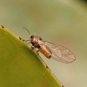 Psyllidae sp. (family) at Turner, ACT - 15 Oct 2023