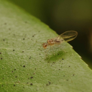 Psocodea 'Psocoptera' sp. (order) at Turner, ACT - 15 Oct 2023 10:30 AM