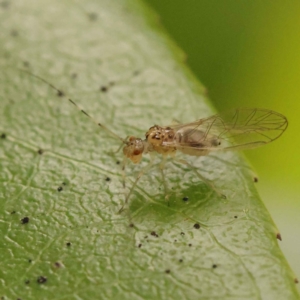 Psocodea 'Psocoptera' sp. (order) at Turner, ACT - 15 Oct 2023 10:30 AM