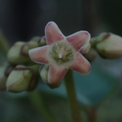 Marsdenia fraseri (Small-Leaved Milk Vine) at Brunswick Heads, NSW - 3 Oct 2023 by coddiwompler