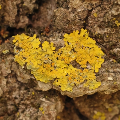 Xanthoria sp. (A lichen) at Sullivans Creek, Turner - 14 Oct 2023 by ConBoekel