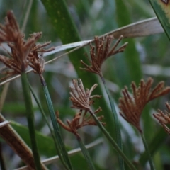 Schizaea bifida (Forked Comb Fern) at Brunswick Heads, NSW - 3 Oct 2023 by coddiwompler