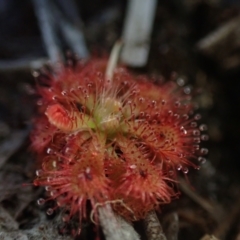 Drosera spatulata (Common Sundew) at Brunswick Heads, NSW - 3 Oct 2023 by coddiwompler