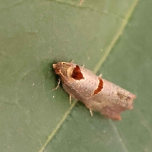 Glyphidoptera insignana at Turner, ACT - 15 Oct 2023