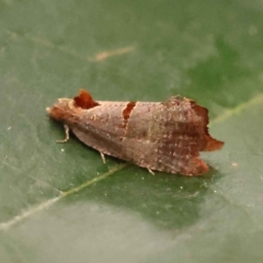 Glyphidoptera insignana at Turner, ACT - 15 Oct 2023