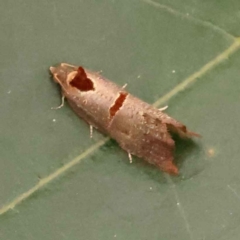 Glyphidoptera insignana at Turner, ACT - 15 Oct 2023 11:12 AM