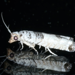 Spilonota constrictana at Ainslie, ACT - 14 Oct 2023