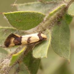 Olbonoma triptycha at Turner, ACT - 15 Oct 2023 11:18 AM