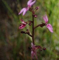 Stylidium ornatum at Brunswick Heads, NSW - 3 Oct 2023 by coddiwompler