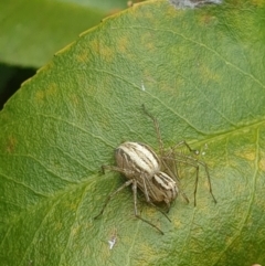 Oxyopes elegans (Elegant Lynx Spider) at Latham, ACT - 17 Oct 2023 by LD12